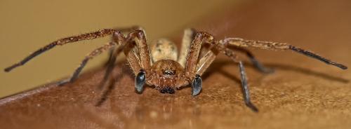 Olios argelasius